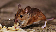 24 Hour & Emergency Exterminators in Atwood, CA